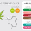 What are Terpenes?